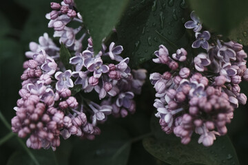 pale violet blooming lilac flowers in the garden