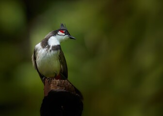 portrait of a red-whiskered bulbul with bokeh background 