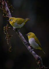 Two Indian white-eye birds perched on a branch in dark background 