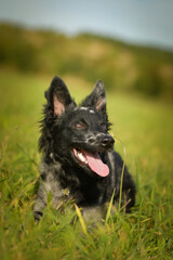 Portrait of dog puppy mudi. She is so nice dog.