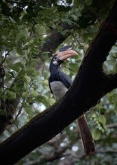 Malabar pied hornbill perched on a tree in a forest 
