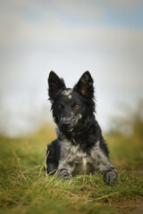 Puppy of mudi is lying in the grass. She is so adorable and fluffy.