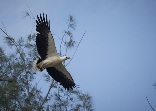White-bellied Sea-eagle in flight 