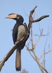 Close up of a Malabar pied hornbill perched on a tree in a forest 