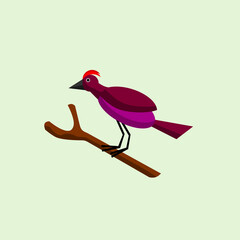Flat Illustration Design of Unknown Bird with Beautiful Color, Animal Cartoon Vector