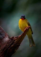 Portrait of a Flame-throated bulbul on a perch 
