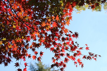 奈良の真っ赤な紅葉