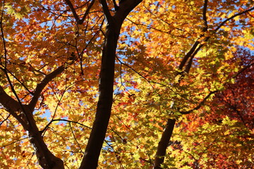 Fototapeta premium 奈良のカラフルな紅葉