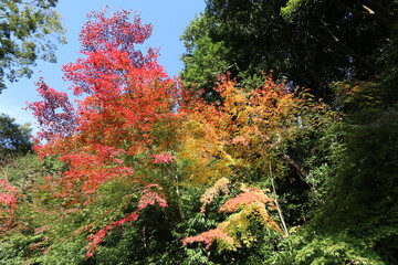 Fototapeta na wymiar 奈良のカラフルな紅葉