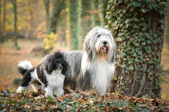 Bearded collie and poodle are standing in the leaves. They are in nature. Autumn photo.