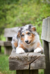 Puppy of australian shepherd is lying on the bench. He is so cute dog.