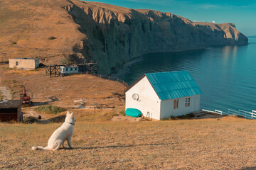 A white house with a blue roof stands on a hill by the sea. A white dog sits in the distance and...
