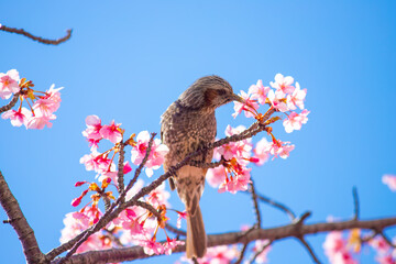 東京都　河津桜とヒヨドリ