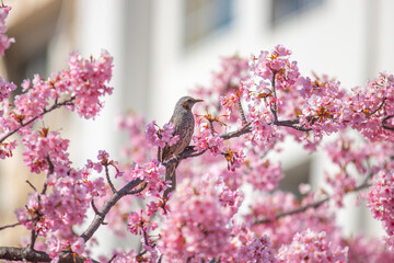 東京都　河津桜とヒヨドリ