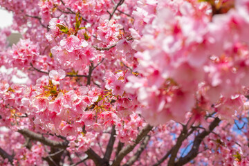 東京都　旧中川の河津桜　