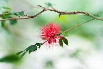 オオベニゴウカン