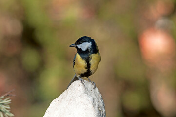 A lone male great tit watches the surroundings from a white stone by a lavender bush on a sunny day.