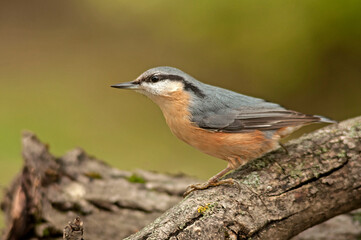 The nuthatch perching on a stump with moss in search of food during a sunny autumn morning in the woods
