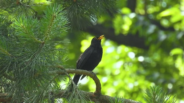 eurasian blackbird (turdus merula) sits on a pine branch in the forest on a blurred green background. natural sound
