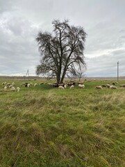 KALININGRAD REGION, RUSSIA -Sheep relaxing in the shade of an old tree. Rural picture. View of sheep resting in farmers field 