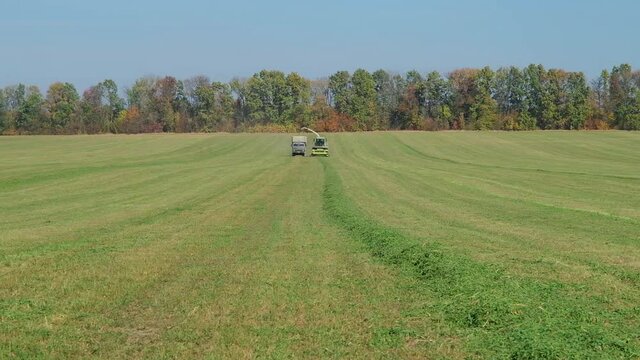 harvesting green fodder in the field