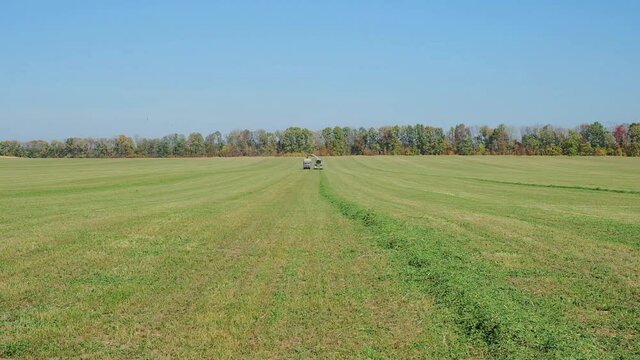 harvesting green fodder in the field