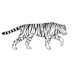 Vector hand drawn doodle sketch tiger isolated on white background