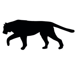 Vector hand drawn tiger silhouette isolated on white background