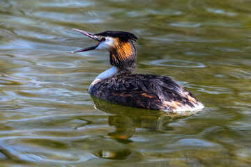 Great Crested Grebe, Podiceps cristatus with beautiful orange colors, a water bird with red eyes.