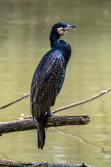 The great cormorant, Phalacrocorax carbo sitting on a branch