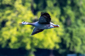 The bar-headed goose, Anser indicus flying over a lake in English Garden in Munich