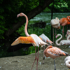 The American flamingo, Phoenicopterus ruber is a large species of flamingo