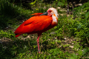 Scarlet ibis, Eudocimus ruber. Wildlife animal in the zoo