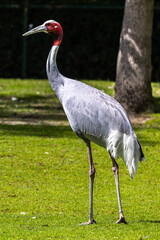 Sarus crane, Grus antigone also known as Indian sarus crane