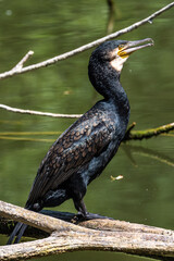 The great cormorant, Phalacrocorax carbo sitting on a branch