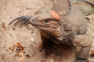 Rhino horned lizard on the sand close-up.