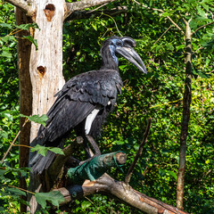 Abyssinian northern Ground Hornbill, Bucorvus abyssinicus strange bird