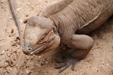 Rhino horned lizard on the sand close-up.