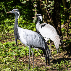 Fototapeta premium Demoiselle Crane, Anthropoides virgo are living in the bright green meadow during the day time