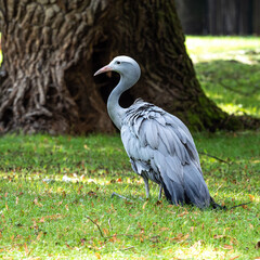 The Blue Crane, Grus paradisea, is an endangered bird