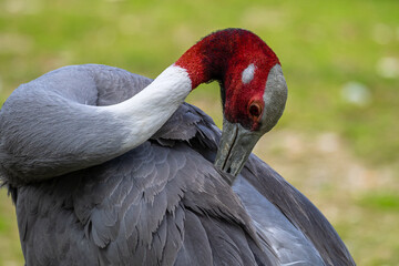 Sarus crane, Grus antigone also known as Indian sarus crane