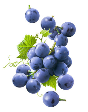 Bunch of flying blue grapes isolated on white background. Falling berries.