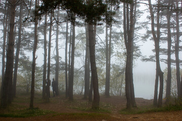 forest in the morning fog