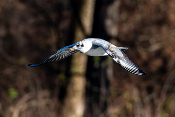 The European Herring Gull, Larus argentatus is a large gull