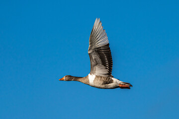 The flying greylag goose, Anser anser is a species of large goose