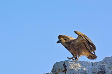 Griffon Vulture (Gyps fulvus), Crete