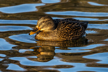 Wild duck or mallard, Anas platyrhynchos swimming in a lake