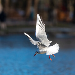 The European Herring Gull, Larus argentatus is a large gull