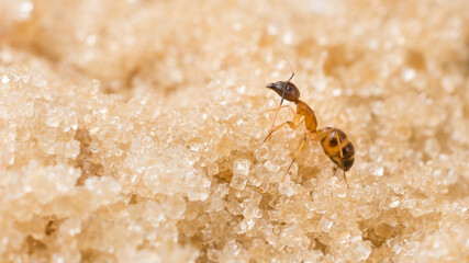 ant on sugar granules, macro closeup view of single insect on sweet with copy space, taken in shallow depth of field