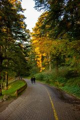 Obraz premium autumn in the forest of Gölcük